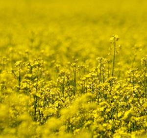 Preventie en ondersteuning bij herstel van chronische klachten ten gevolge van bijvoorbeeld: hart- en vaatziekten, reuma, chronische moeheid, burn-out, allergienen intoleranties, huidziekten, eczeem, hooikoorts en artrose.