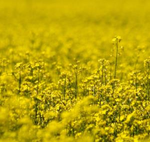 Preventie en ondersteuning bij herstel van chronische klachten ten gevolge van bijvoorbeeld: hart- en vaatziekten, reuma, chronische moeheid, burn-out, allergienen intoleranties, huidziekten, eczeem, hooikoorts en artrose.